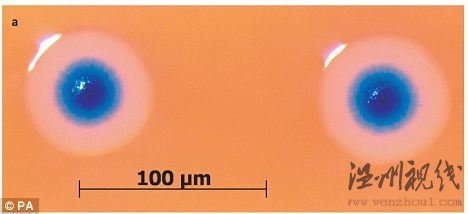 世界首个人造生命在美诞生 能自己生长繁殖