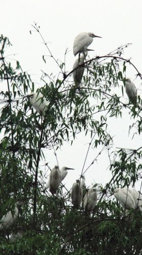 白鹭虽然美丽，多了也招架不住