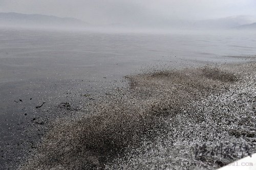 大连输油管爆炸污染50平方公里海面