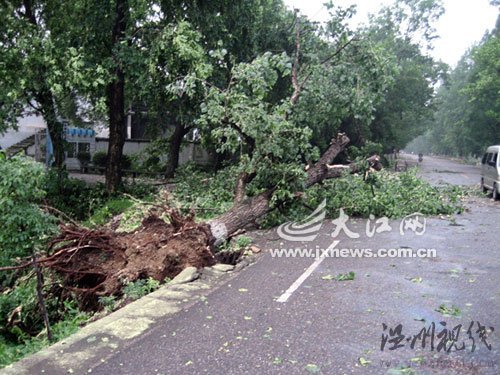 江西泰和县遭10厘米冰雹侵袭 树木连根拔起