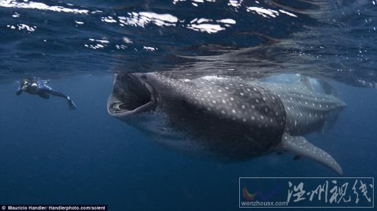 潜水员几乎被一头捕食浮游生物的鲸鲨吞入口中