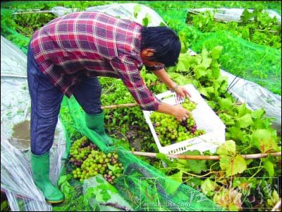 大风袭江苏 树枝折断工棚散架