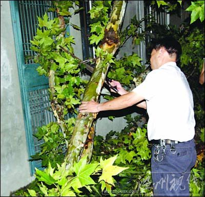 大风袭江苏 树枝折断工棚散架