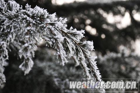 河北保定现雾凇美景（组图）