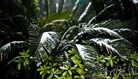 长沙下雪