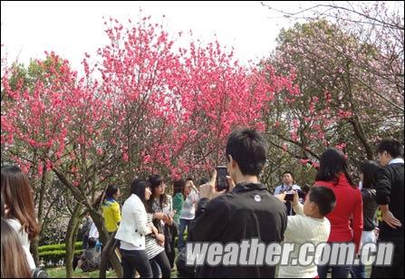 重庆升温市民扎堆赏花 明起迎降雨降温