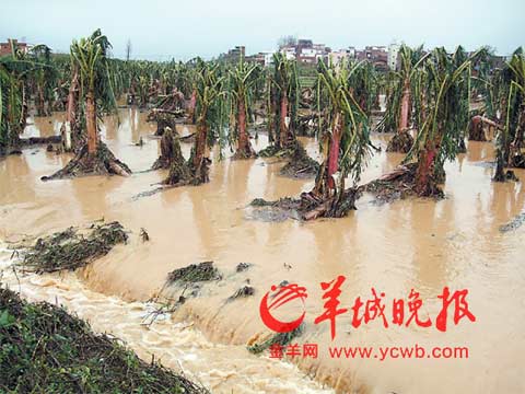 吴川遭遇暴雨到大暴雨 五镇受冰雹袭击损失过亿