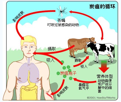 辽宁现炭疽病疫情