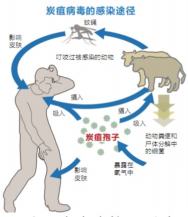 辽宁现炭疽病疫情