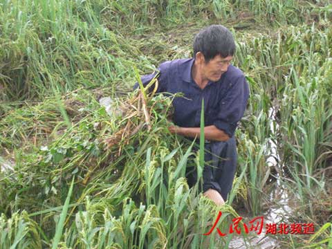 湖北宜昌夷陵遭特大暴雨袭击 损失1500万元