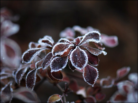 霜降节气