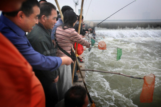 洛河水涨市民集体捞鱼