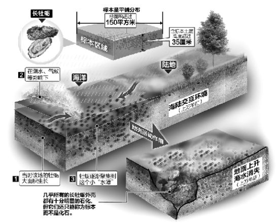 杭州巨型牡蛎形成示意图