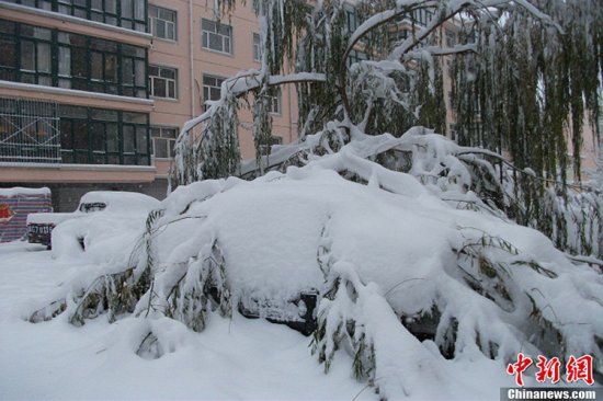 张家口蔚县暴雪