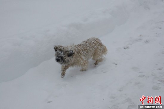 张家口蔚县暴雪