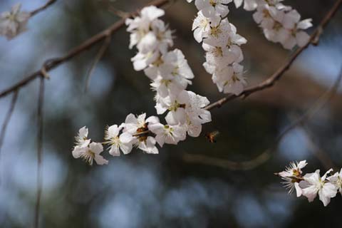 河南气温超26℃未迎春天 周末有大风降温天气