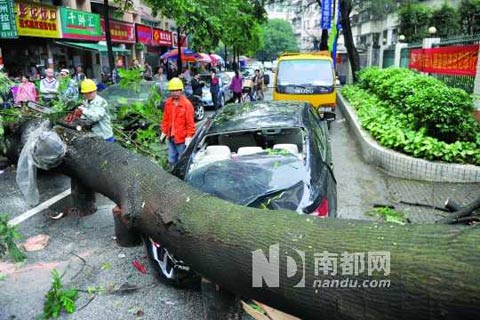 广州大风折断路边有一棵大树砸中轿车