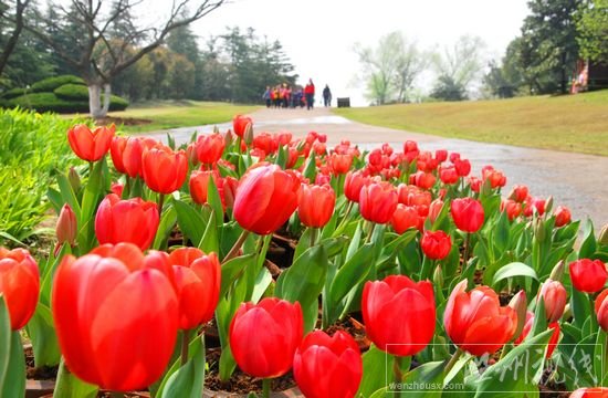 合肥13日气温近30℃ 周末是赏花的好天气