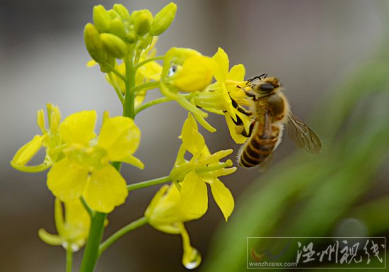 温州5月6日至11日都落雨