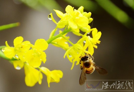 阳台上的芥菜花