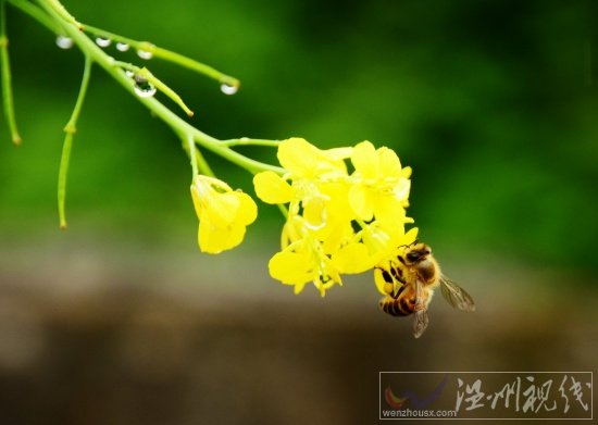 阳台上的芥菜花