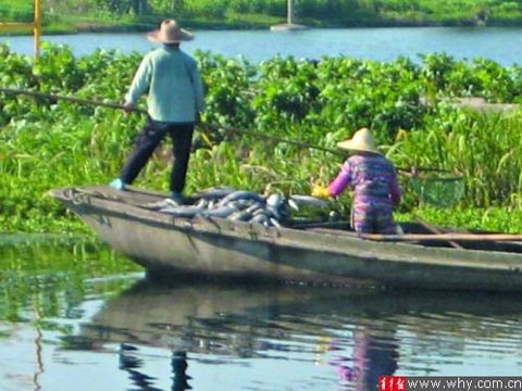 上海青浦上百斤“热死鱼”被抛入公共河道