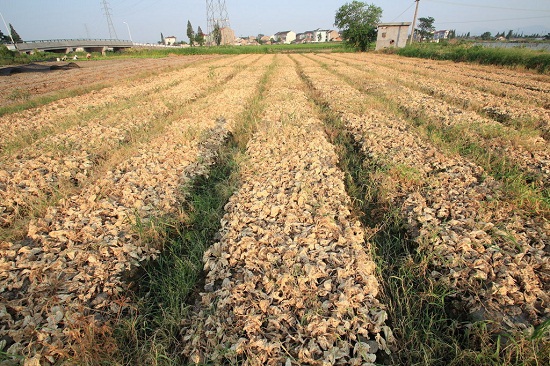 绍兴高温44.1℃ 田里蔬菜被烤焦