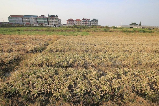 绍兴高温44.1℃ 田里蔬菜被烤焦