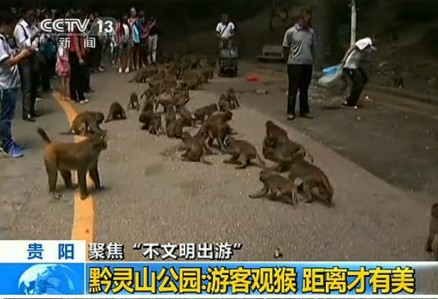 男婴睾丸被猴子吞食