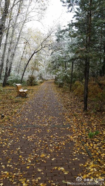 双鸭山下雪了 10月3日黑龙江双鸭山迎来今年第一场雪