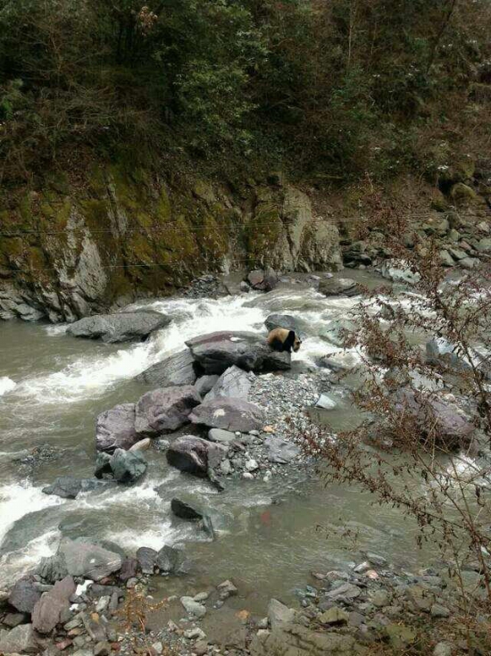 黑水河自然保护区发现野生大熊猫