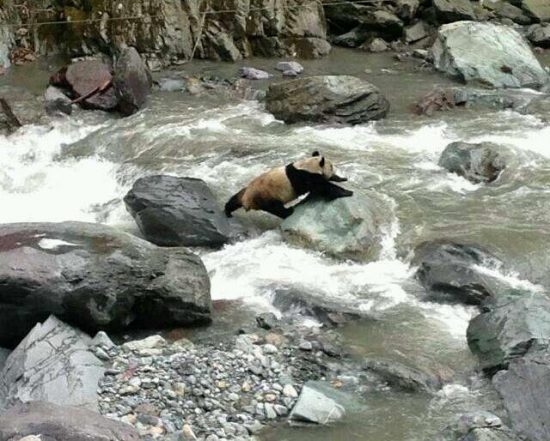 黑水河自然保护区发现野生大熊猫