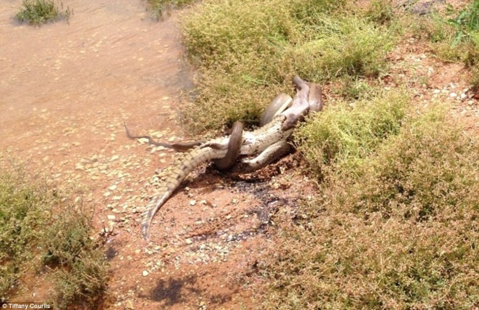 巨蟒大战鳄