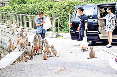 陈奕迅谢霆锋野营食物遭猴子哄抢