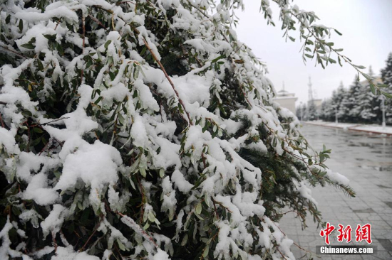 四川阿坝州红原大草原下雪了