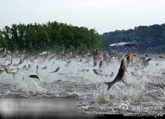 亚洲鲤鱼入侵美国疯狂繁殖