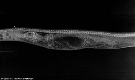 缅甸蟒蛇吞食鳄鱼后的消化过程