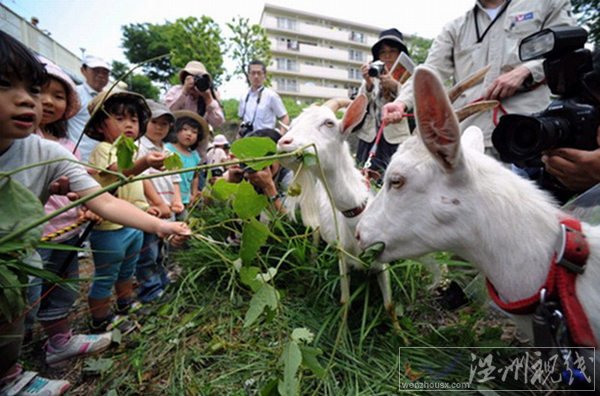 日本租只山羊来除草的方式走红