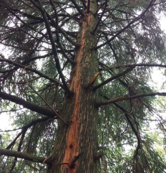 黄牛在树下避雨被雷击死