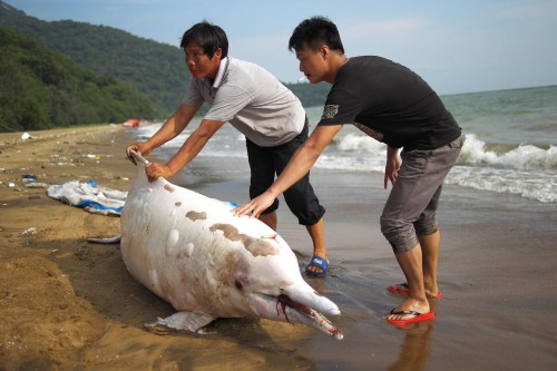 中华白海豚搁浅