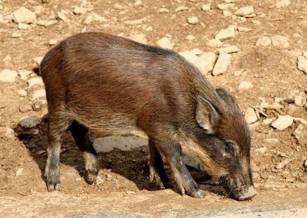 海南野猪下山咬人