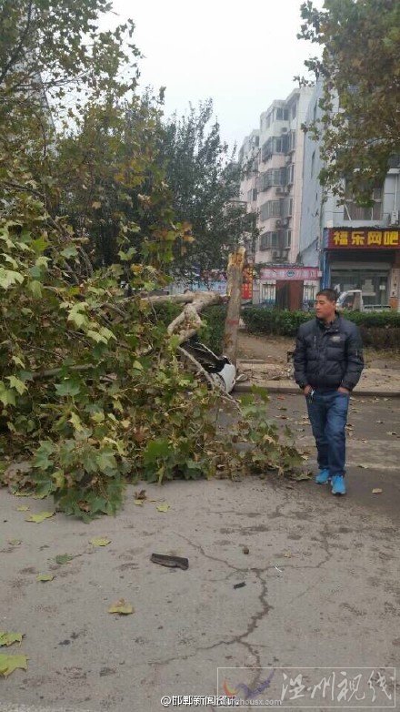 滏河大街轿车撞树上