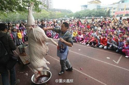 小学组织现场杀猪