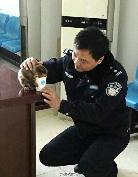 南京现食蟹猴