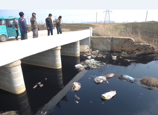 河道现40头死猪