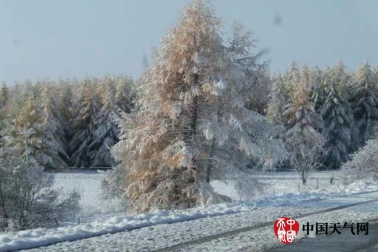 呼伦贝尔下雪了