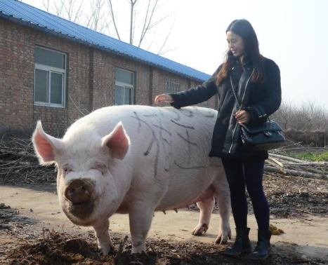 猪王被美女当牛骑