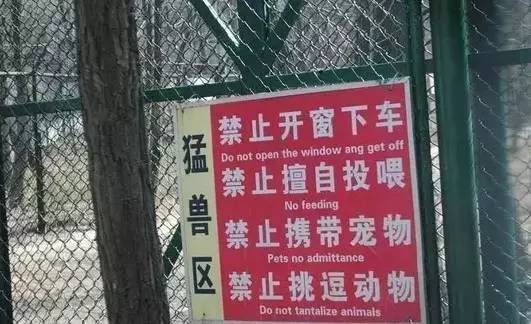 游客开车窗喂熊