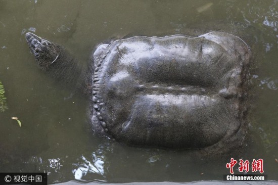 福建水池内现神秘巨鼋