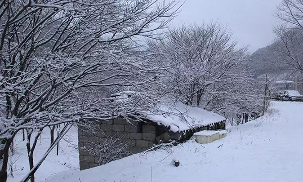 大雪封山救我狗命